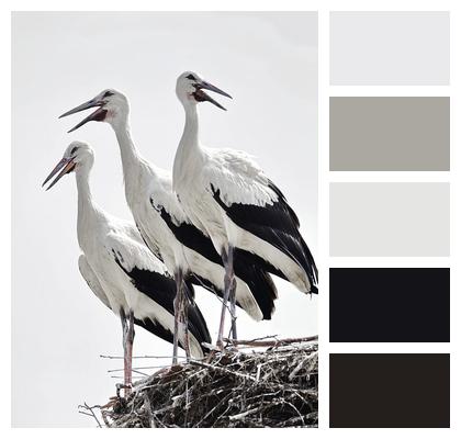 Birds Ornithology White Storks Image